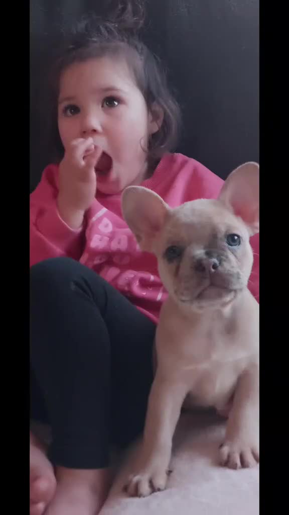 French Bulldog dogs for sale: frenchie pups merle ready now - Video 3