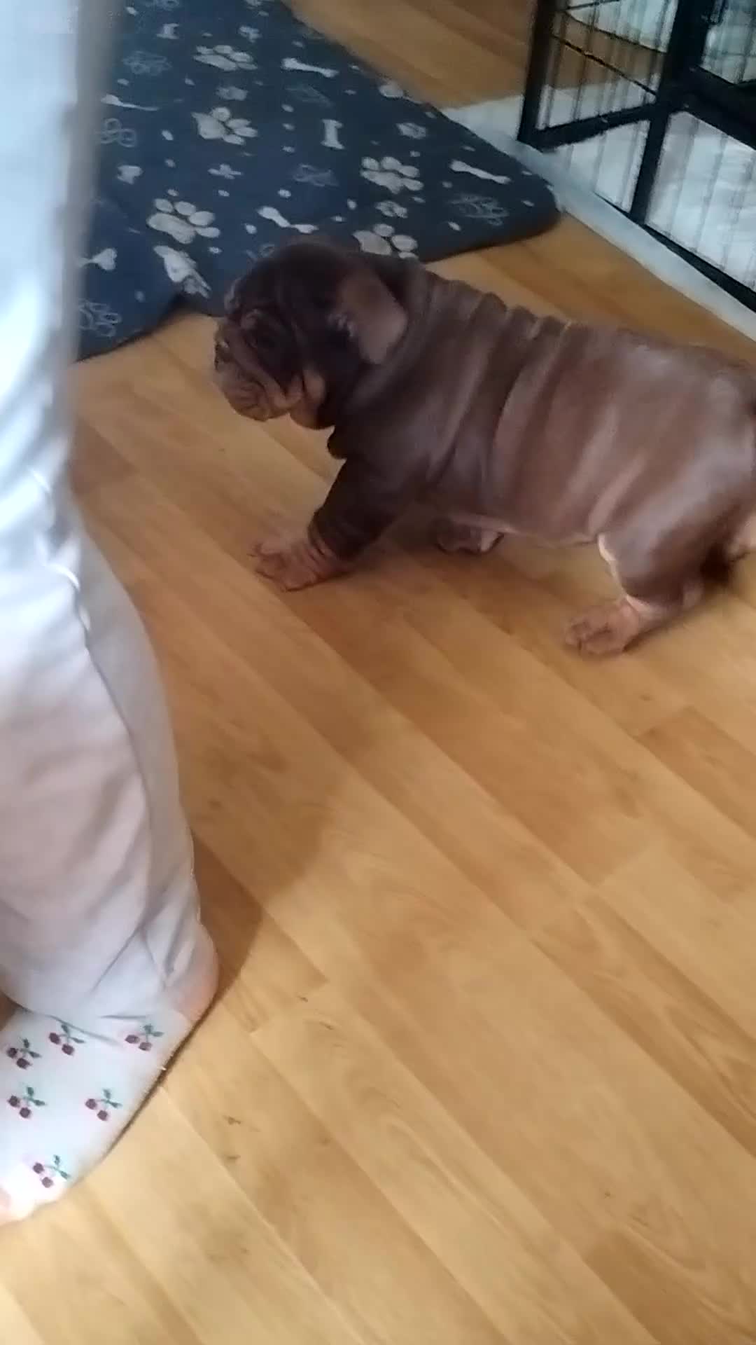 English Bulldog dogs for sale: Kc registered bulldogs  - Video 1