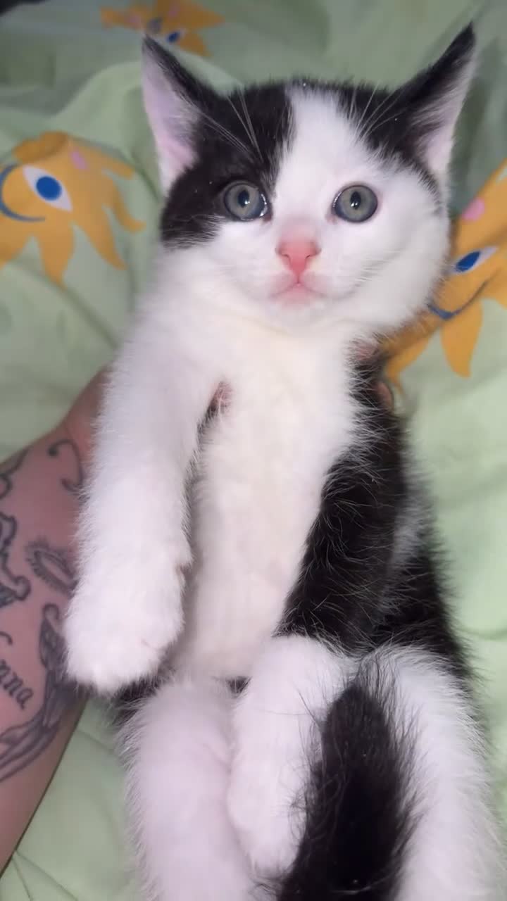 Mixed Breed cats for sale: Kittens - Video 1