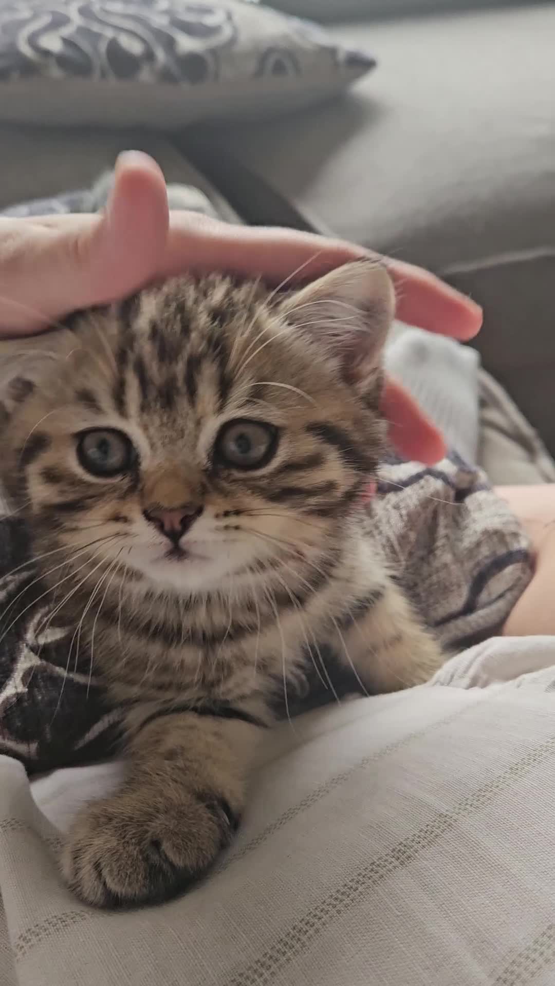 British Shorthair cats for sale: READY NOW GCCF Registered Kittens For Sale - Video 2