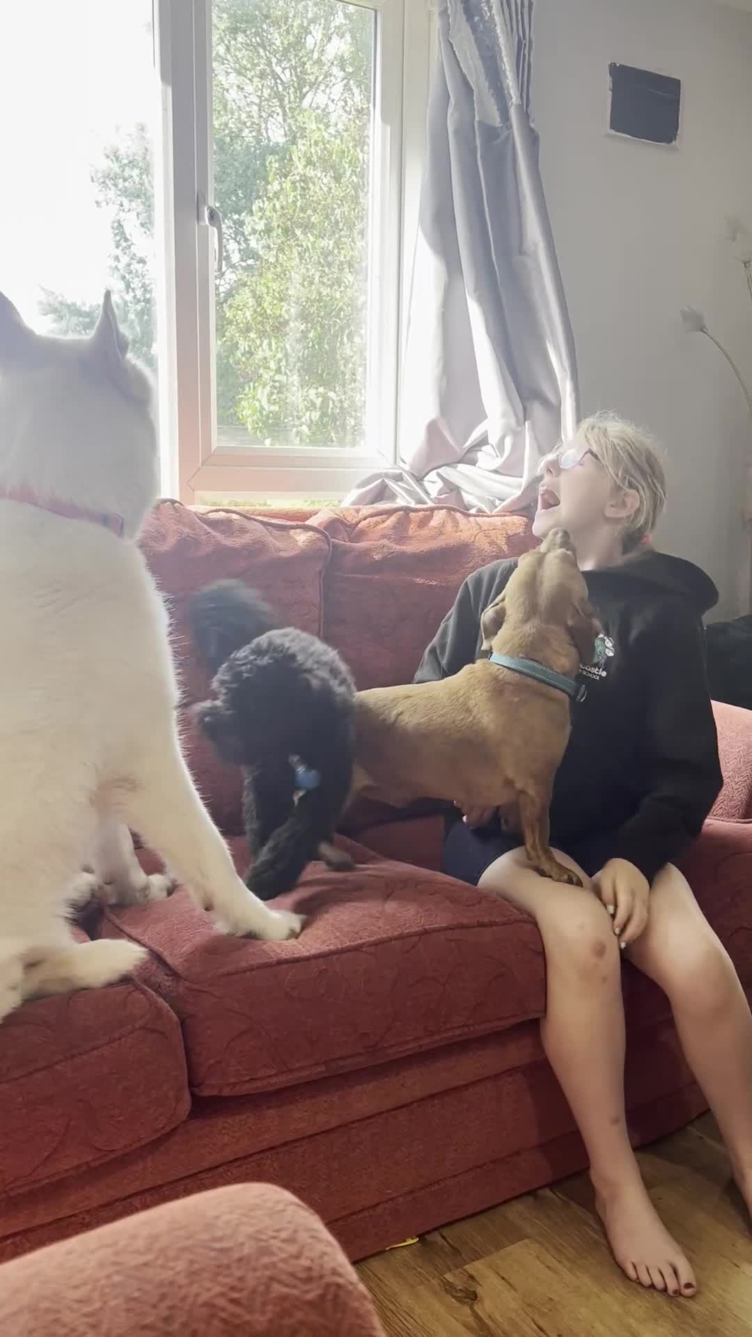 Siberian Husky dogs for sale: Beautiful white husky boy in Horncastle - Video 1