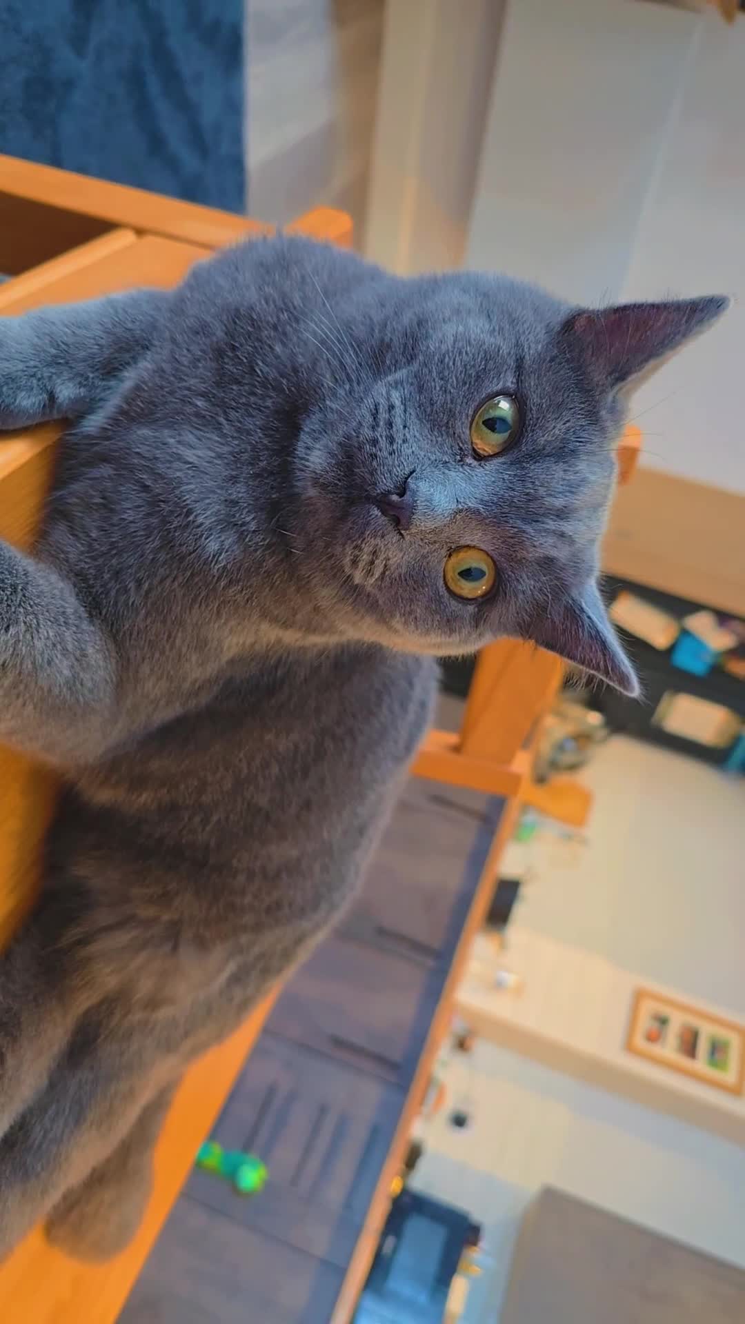 British Shorthair cats for sale: Grey British Shorthair - Video 1