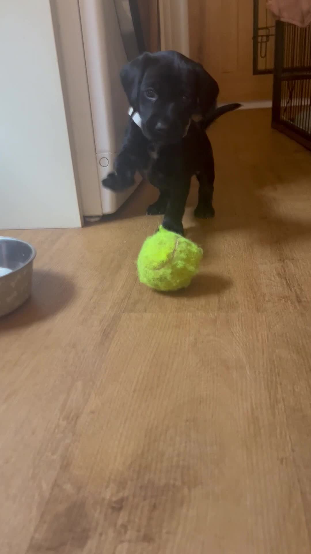 Mixed Breed dogs for sale: Pointerdors ONLY 1 girl left ready now  - Video 1