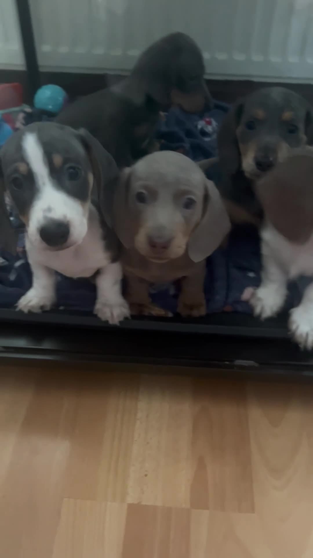 Dachshund dogs for sale: 3 kc Miniature daschunds Puppys  - Video 4