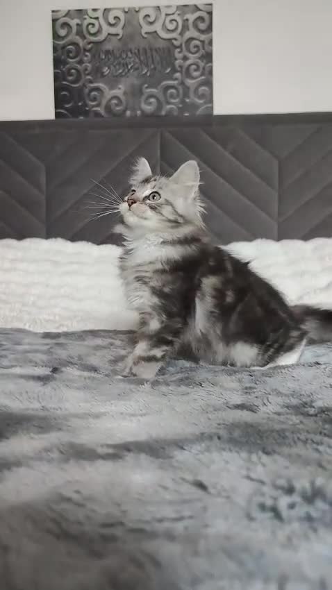 Maine Coon cats for sale: European Mainecoon Mix ragdoll kittens  in Glasgow - Video 2