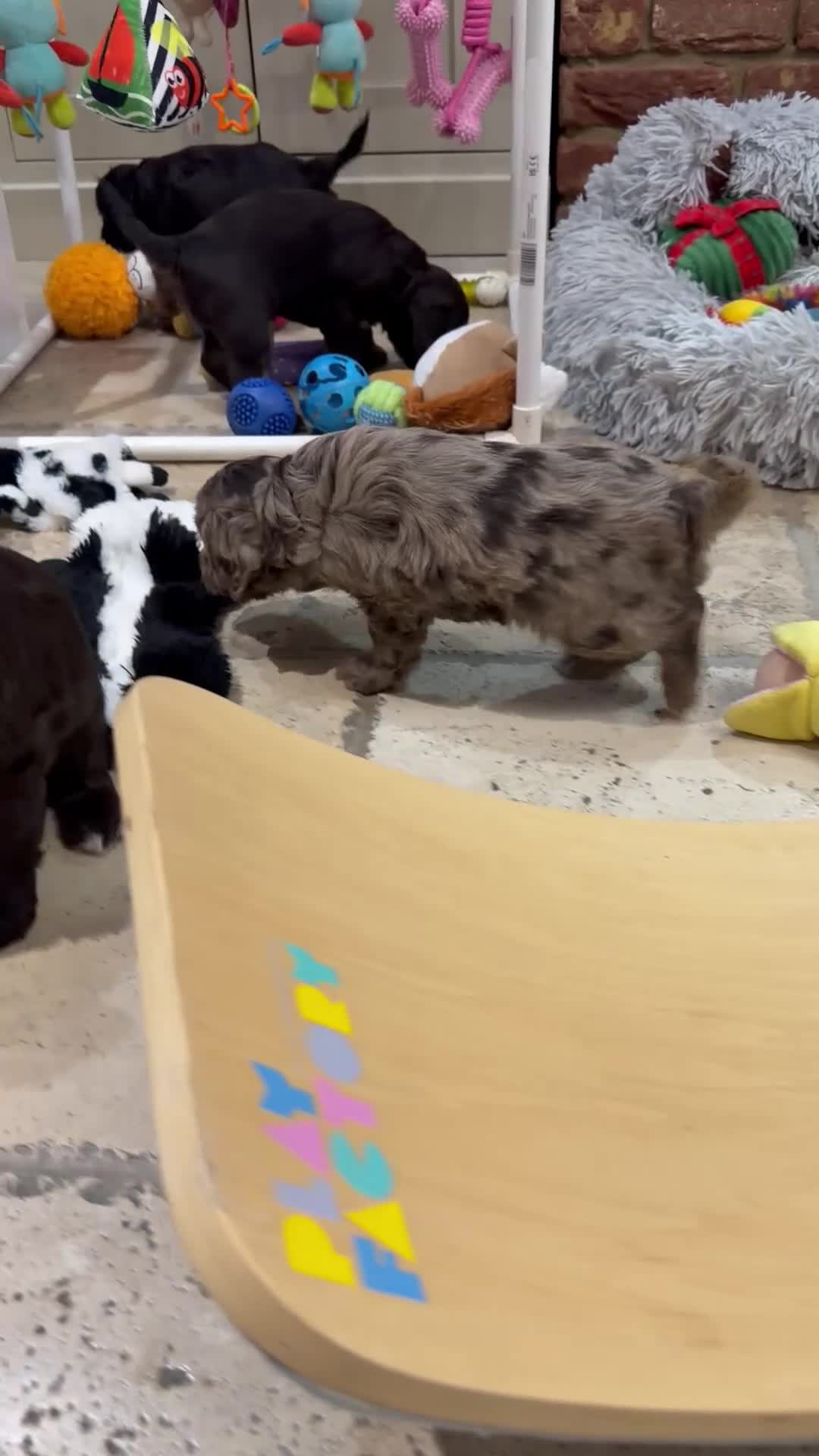 Cavapoo dogs for sale: F1 E ** tensively health tested cavapoos  - Video 1