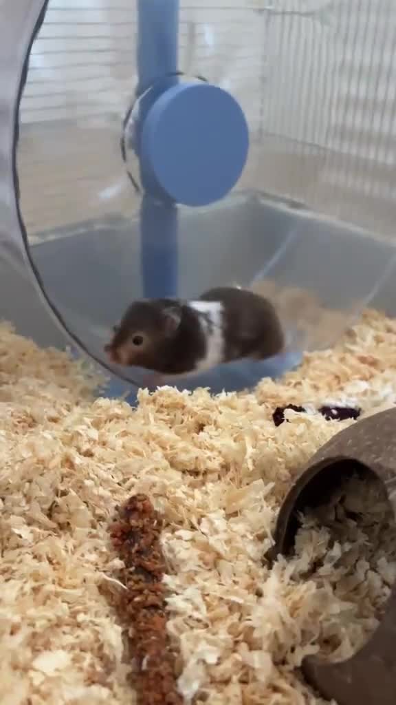 Hamster rodents for sale: Hamster and all Accessories  - Video 1