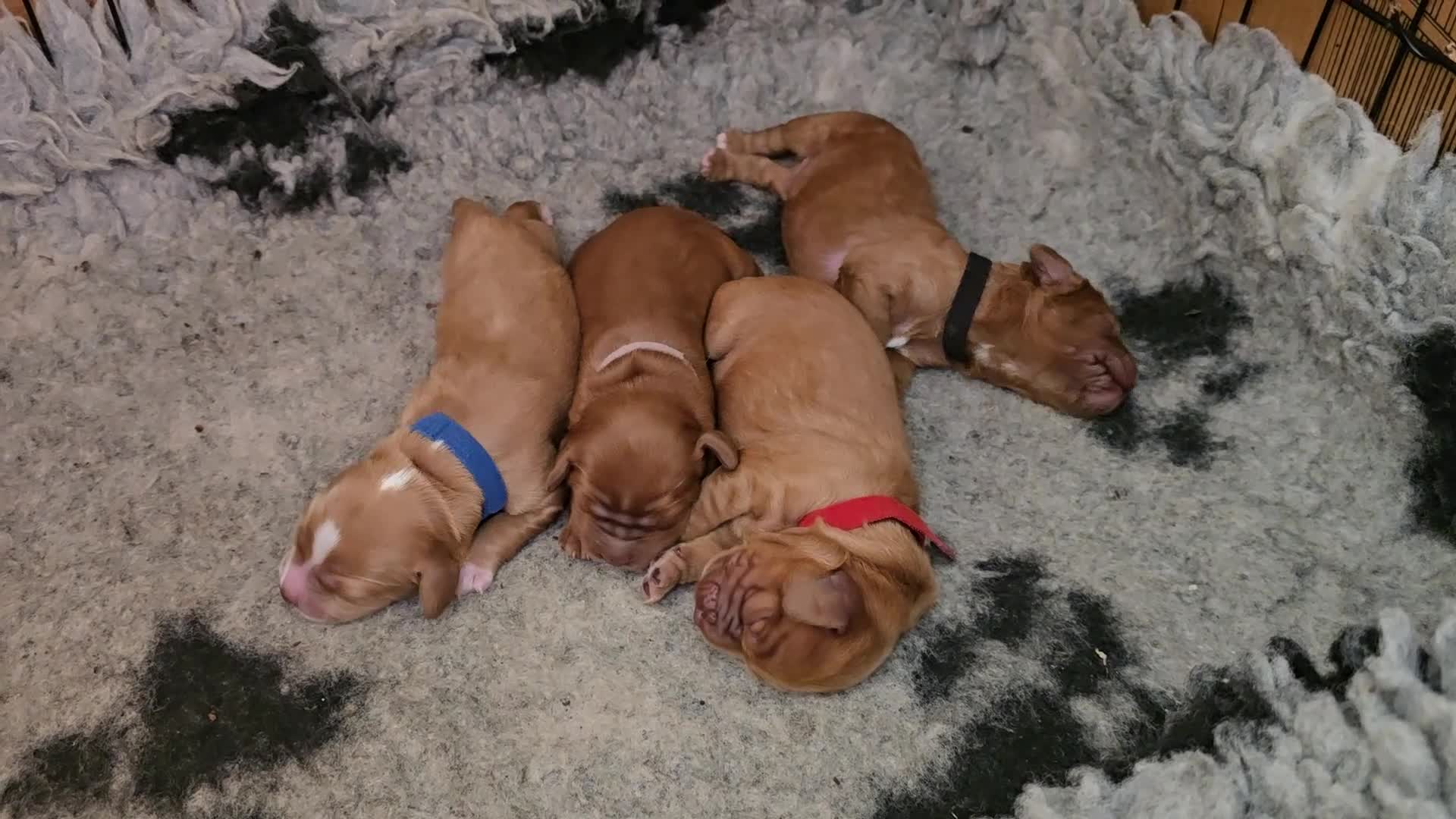 Cockapoo dogs for sale: Cockapoo Puppies ❤️  - Video 2