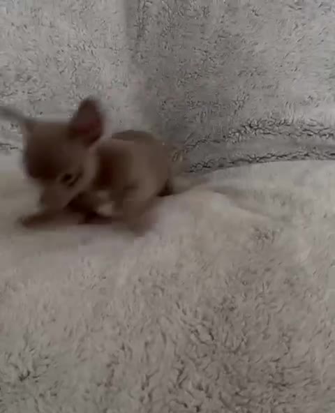 Chihuahua dogs for sale: Beautiful chihuahua pups - Video 1