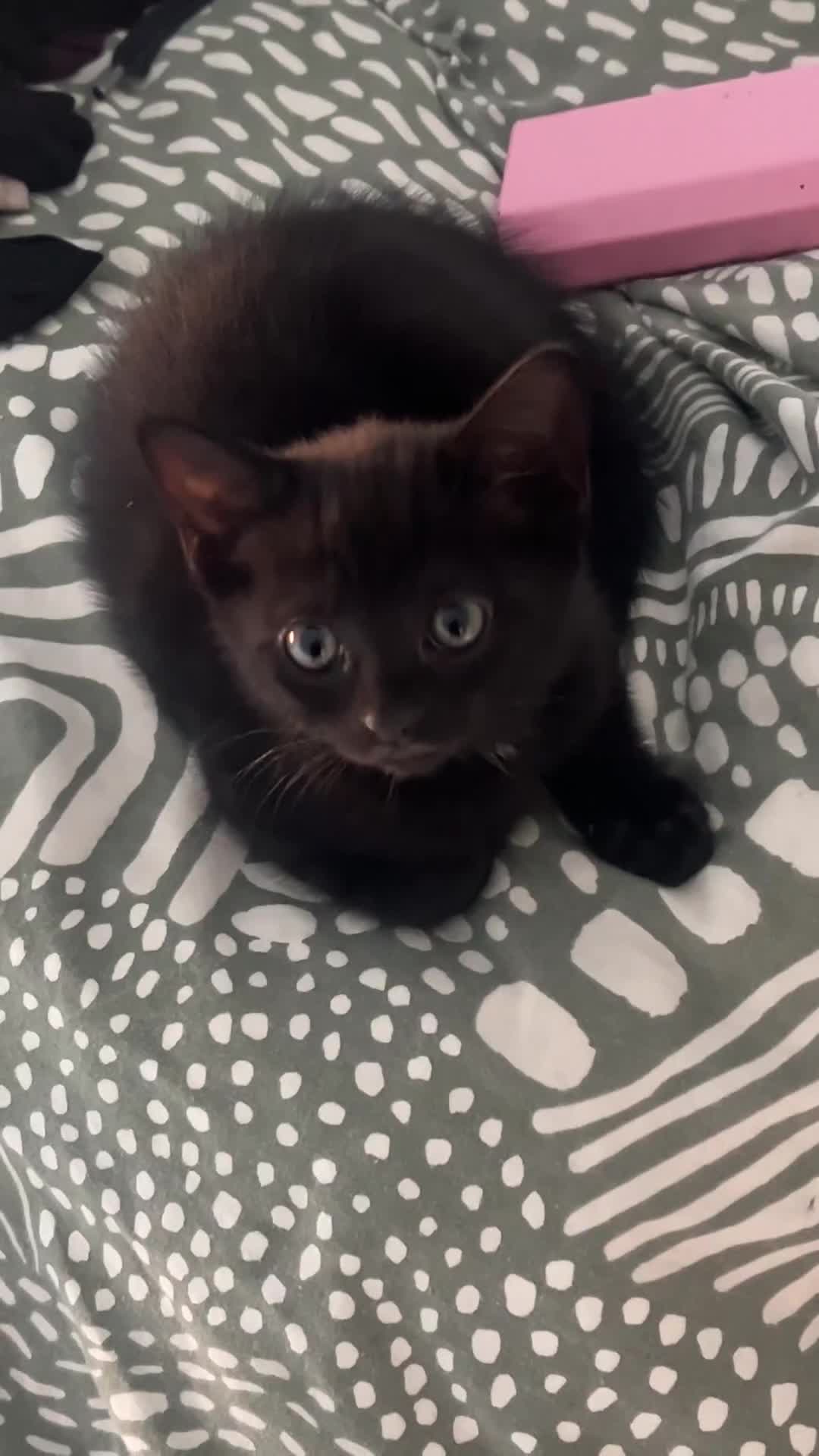 Mixed Breed cats for sale: British Shorthair Cross Kittens - 8 Weeks - Video 4