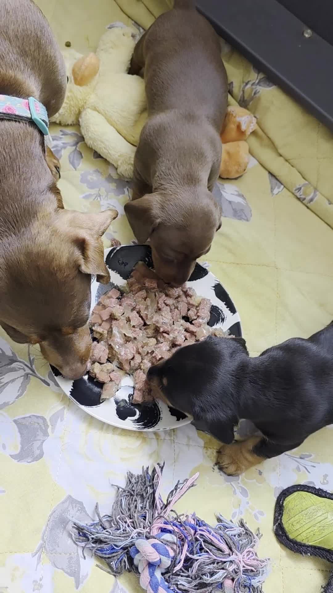 Miniature Dachshund dogs for sale: 2 female mintiure dachshund ready soon - Video 3