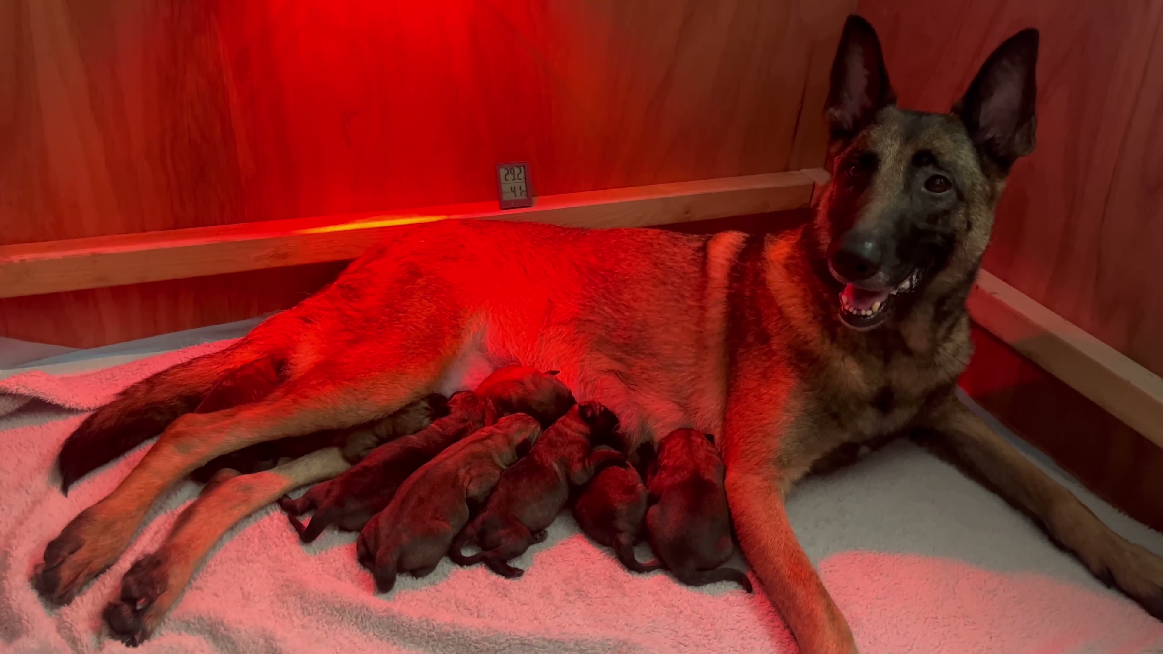 Belgian Shepherd Dog dogs for sale: Belgian Malinois  - Video 2