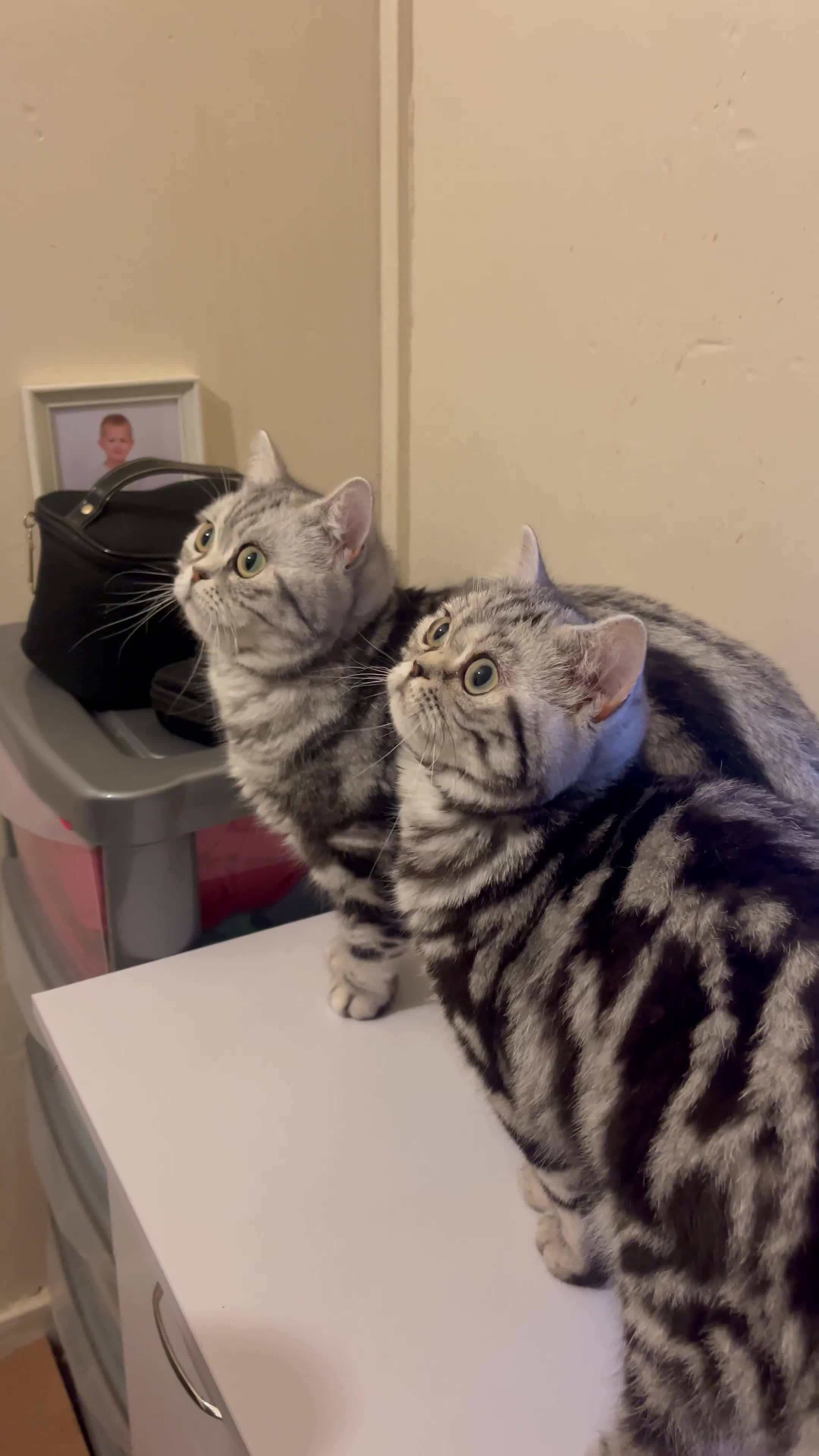 British Shorthair cats for sale: BSH.Silver Classic Tabby.ACTIVE. - Video 3
