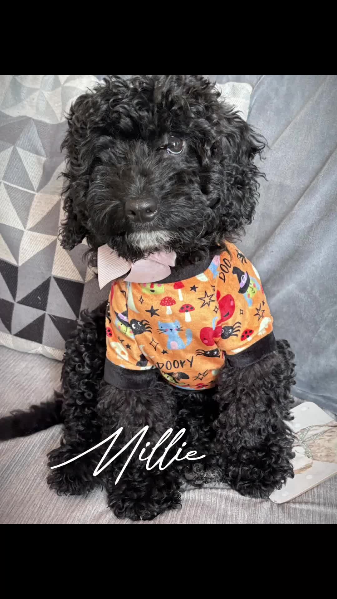 Cockapoo dogs for sale: Cockapoo for sale  - Video 1