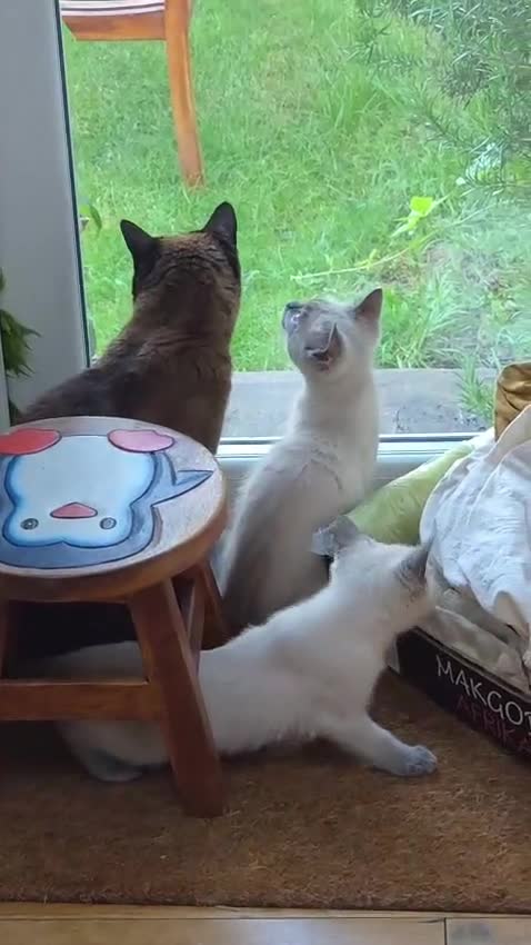 Ragdoll cats for sale: Beautiful blue point kittens - look Siamese - Video 1