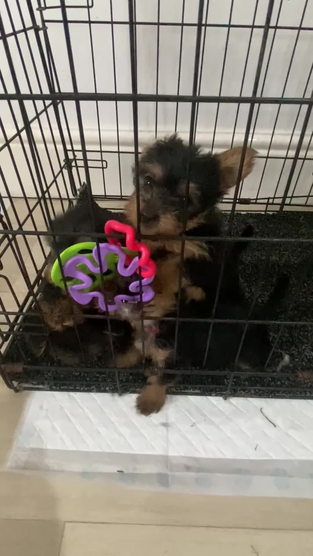 Yorkshire Terrier dogs for sale: Outstanding Yorkshire terriers - Video 1