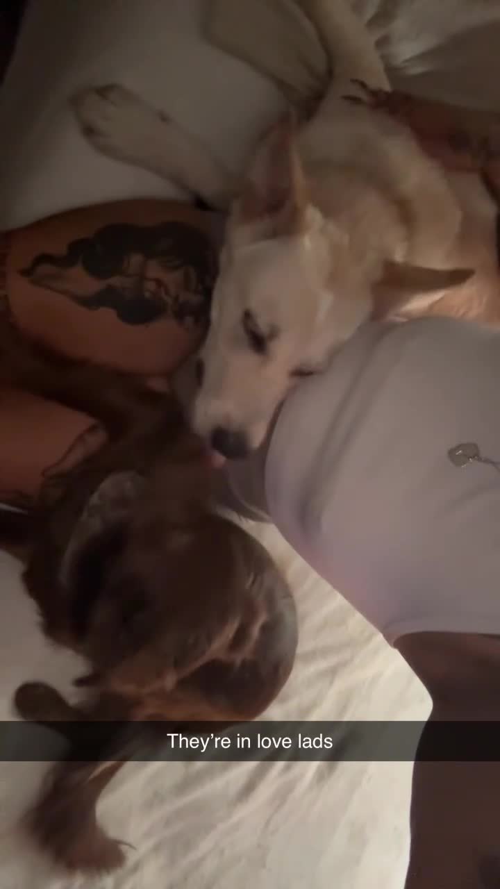 Mixed Breed dogs for sale: Blue  - Video 1