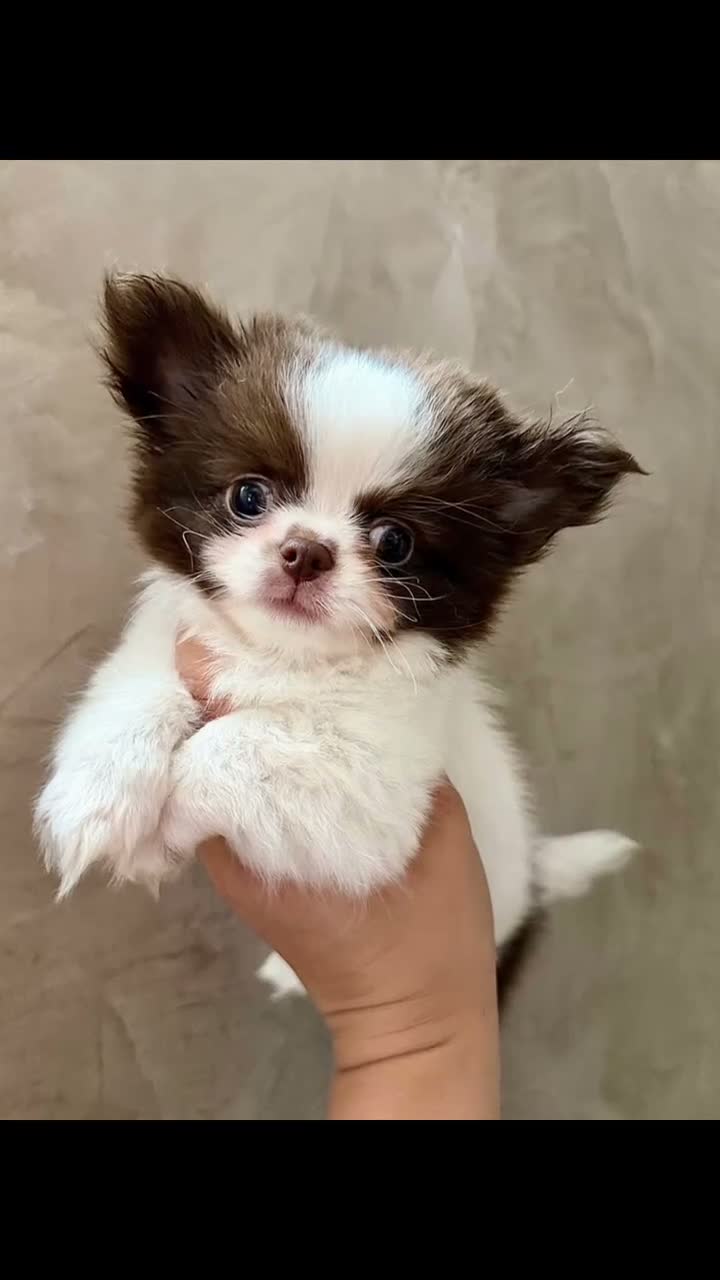 Chihuahua dogs for sale: KC Thai/Russian Long coat Boy  - Video 1