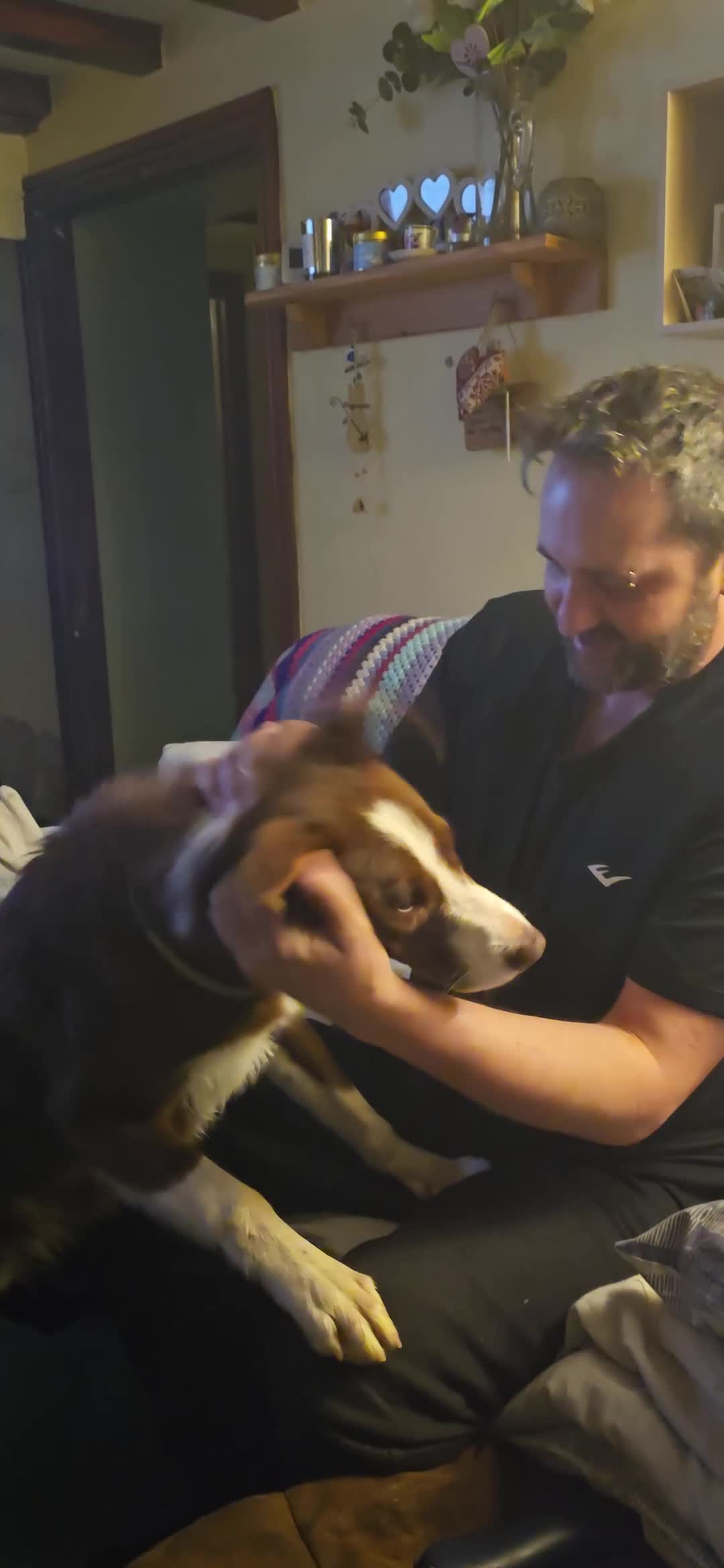 Border Collie dogs for sale: Fenn - Male border Collie  - Video 1