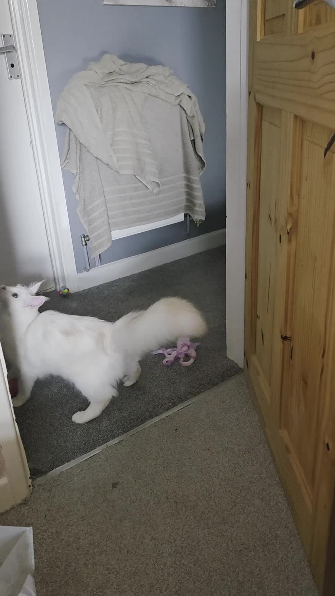 Maine Coon cats for sale: Pure White Full Breed Maine Coon Girl - Video 1