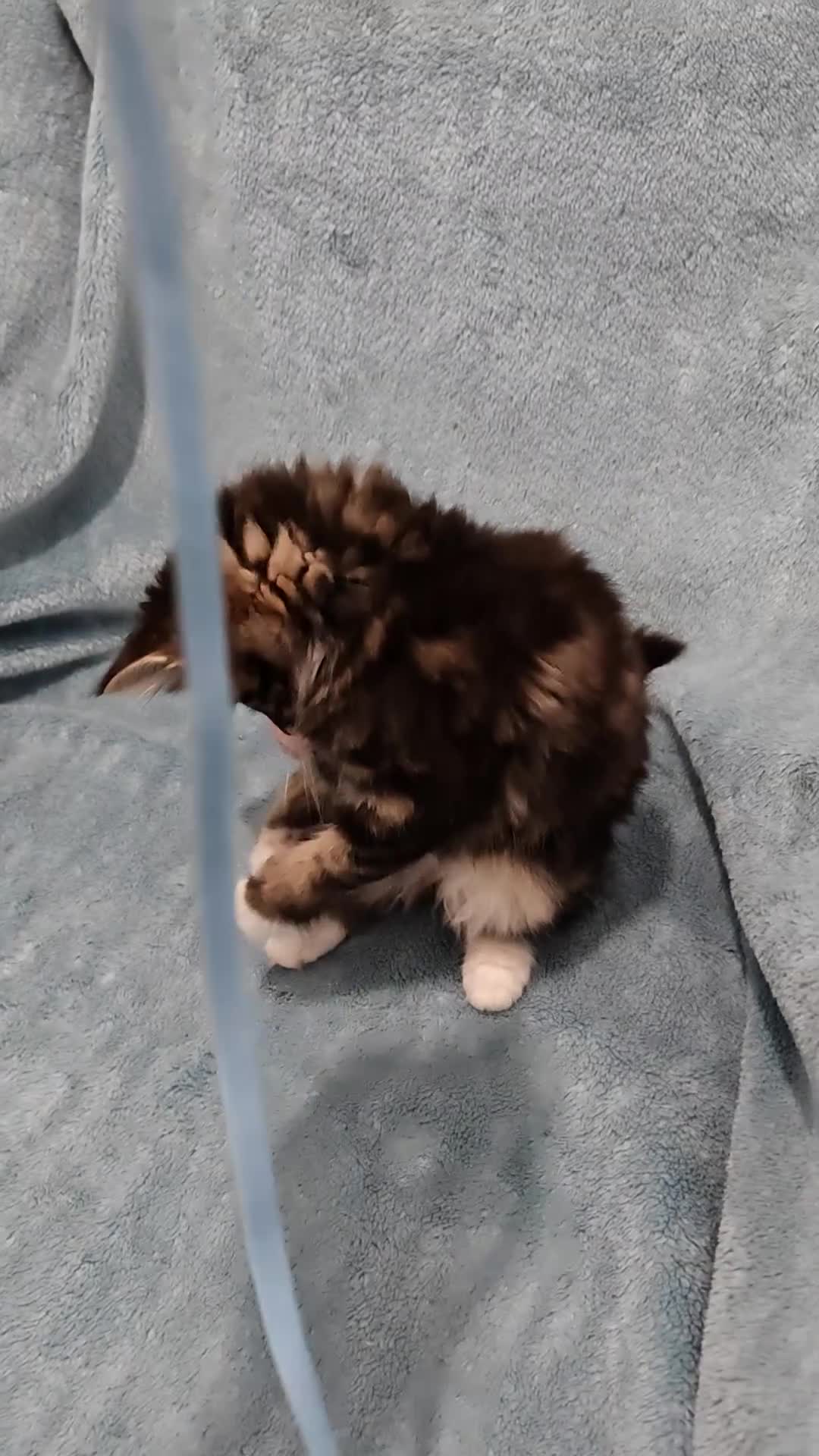 Mixed Breed cats for sale: Beautiful FLUFFY BOY Videos - Video 3