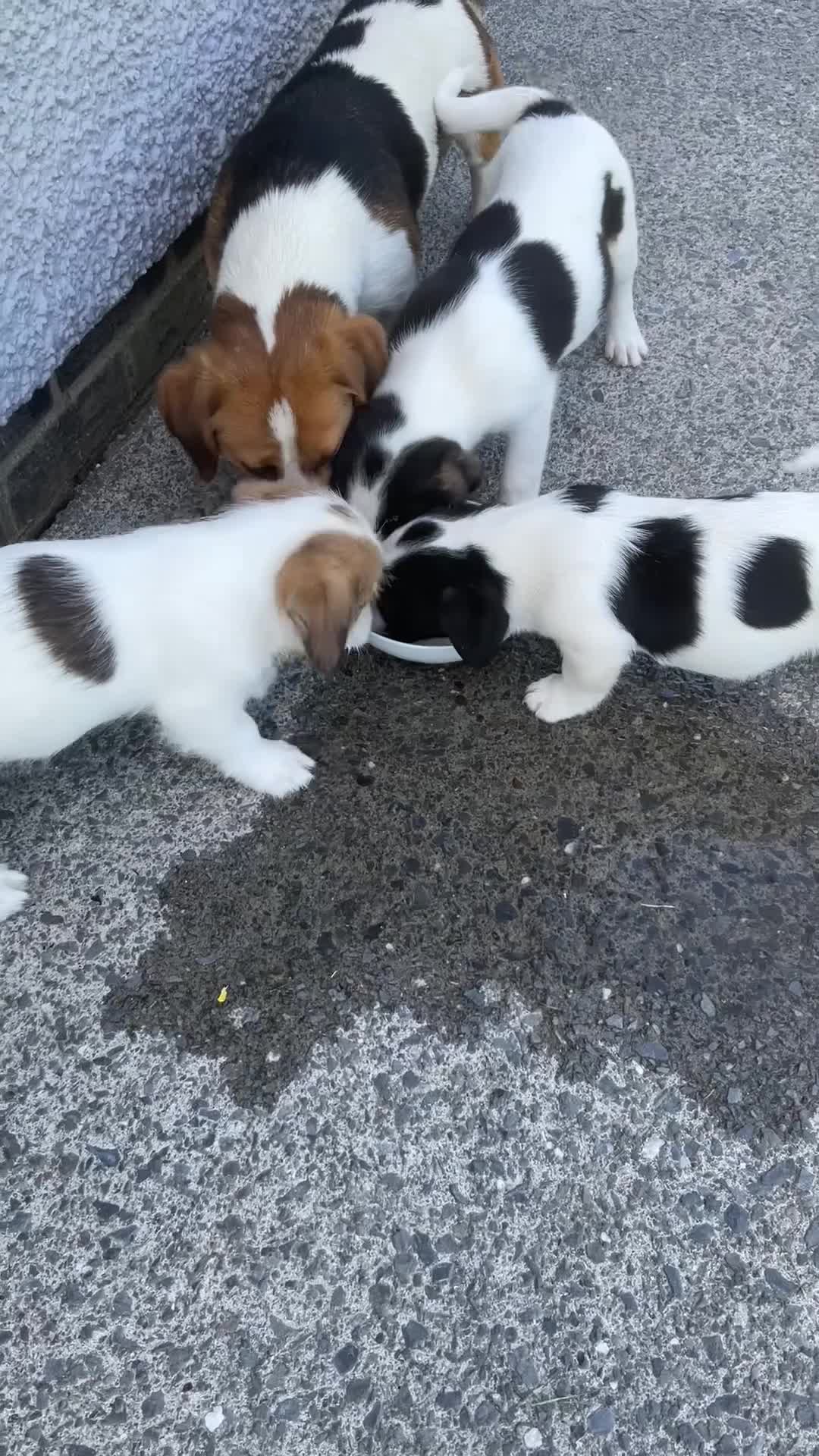 Mixed Breed dogs for sale: Adorable pups waiting for you  in Llanon - Video 1