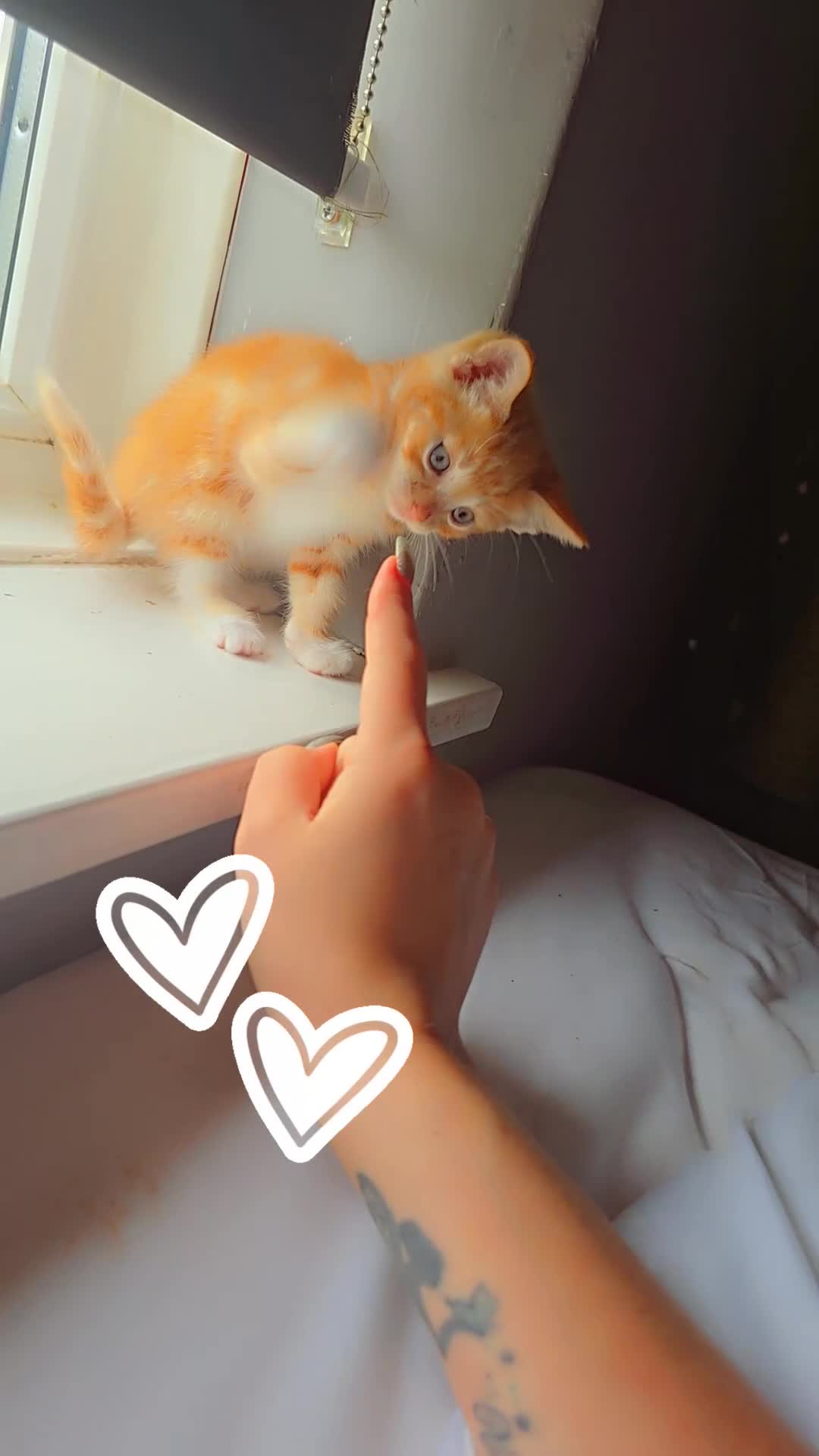 Mixed Breed cats for sale: Kittens for Sale - Video 3