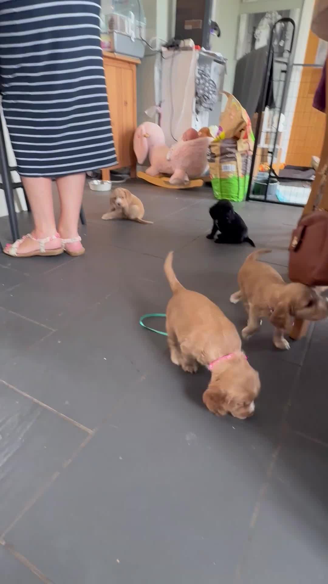 Cocker Spaniel dogs for sale: Cocker spaniel puppies for sale  - Video 2