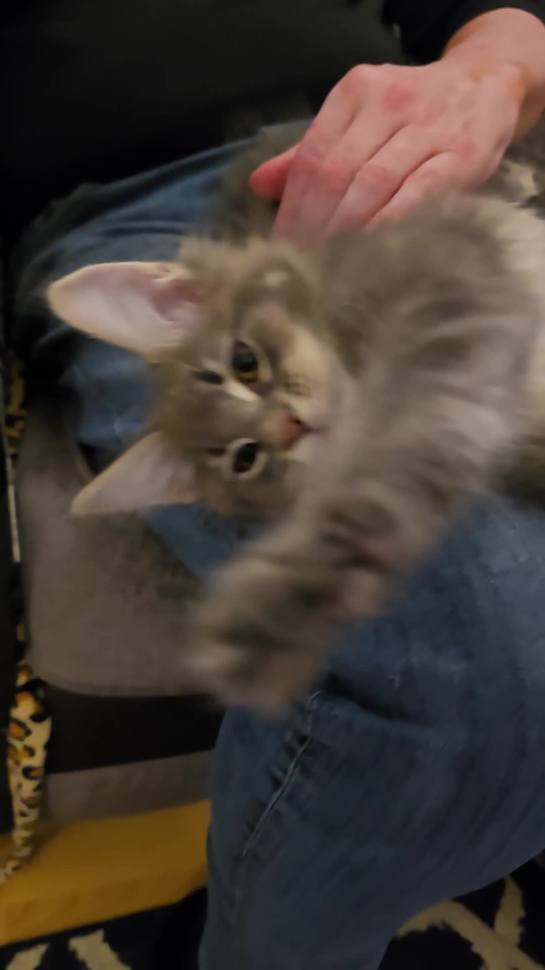 Maine Coon cats for sale: Beautiful Maine coon kittens  - Video 5