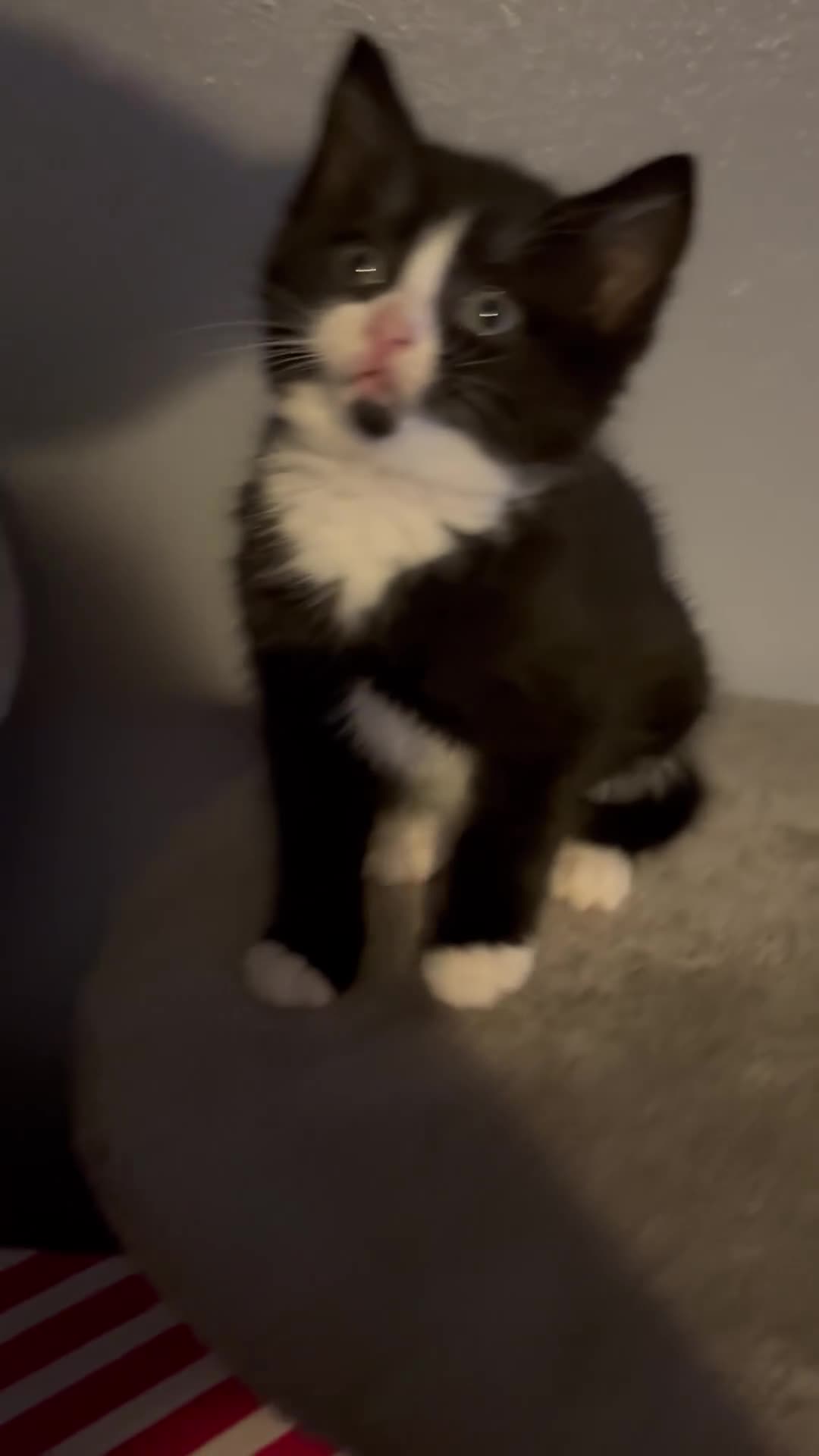 Mixed Breed cats for sale: paige - Video 4