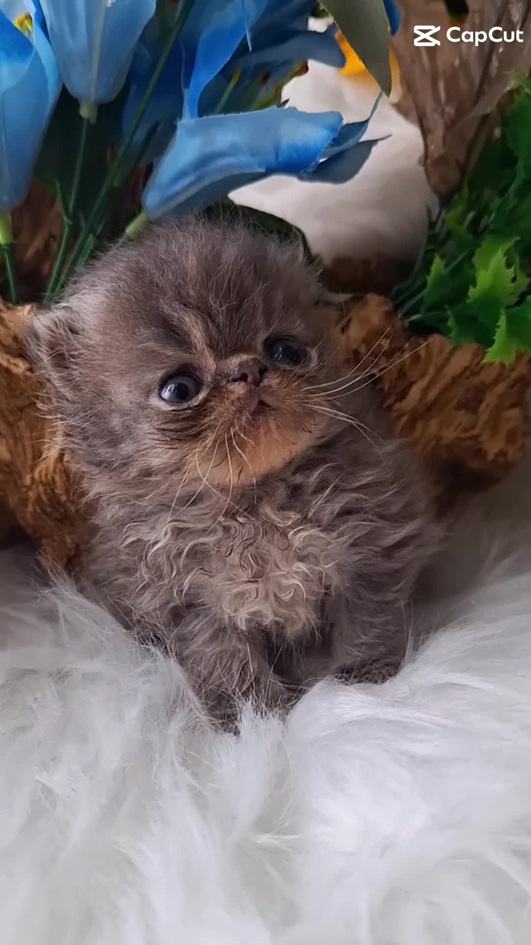 Persian cats for sale: Persian kittens  - Video 2