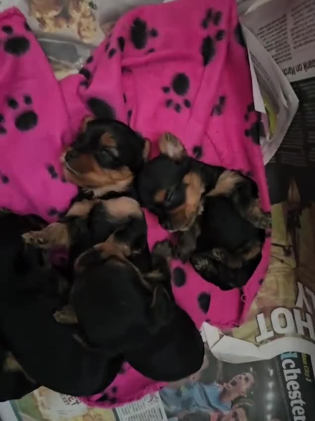 Yorkshire Terrier dogs for sale: Yorkies puppy’s  - Video 3