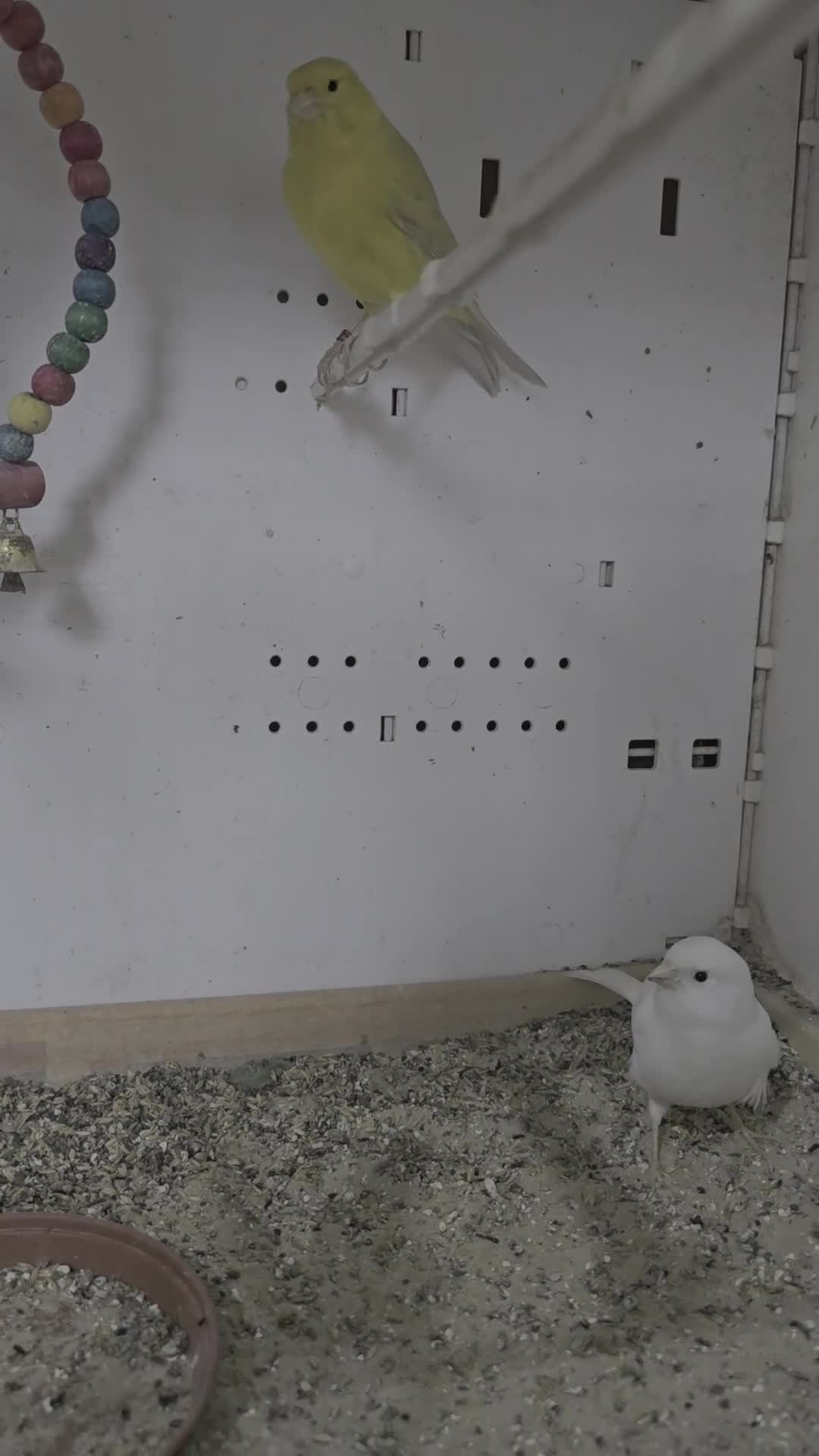 Canaries birds for sale: Canaries  - Video 1