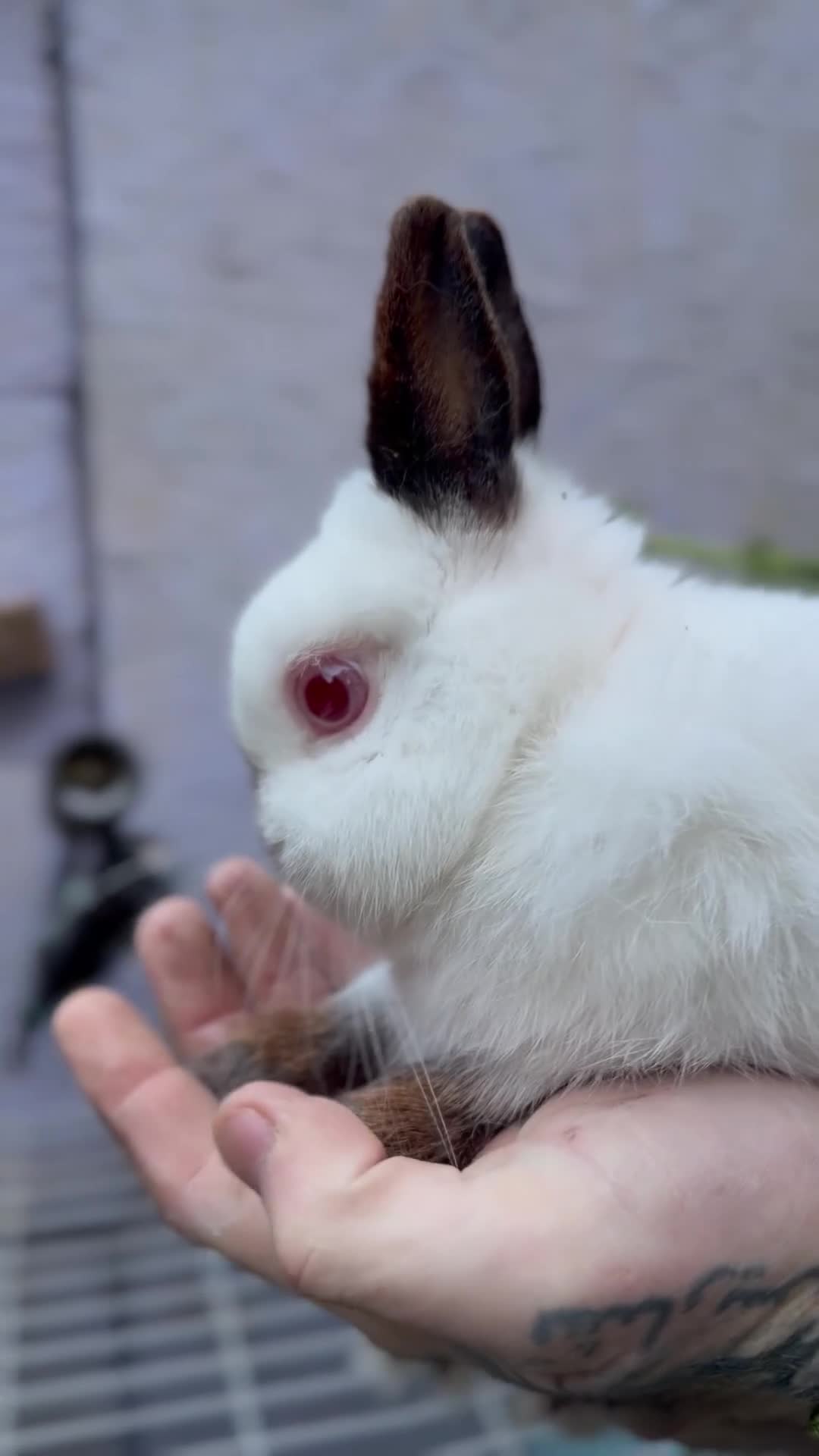 Mixed Breed rabbits for sale: Male rabbit in need of new loving home  - Video 1