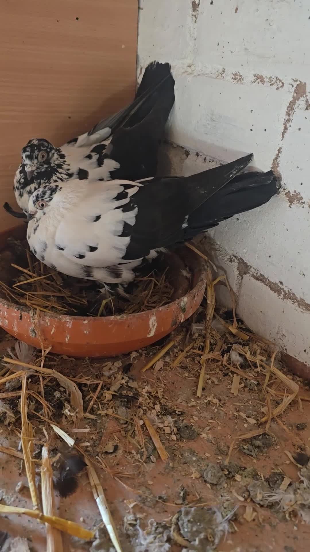 Pigeons birds for sale: Doves - Video 1