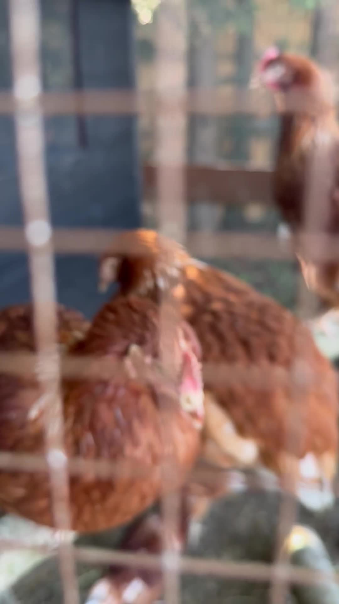 Chickens poultry for sale: Bantam Hybrid Hens - Video 1