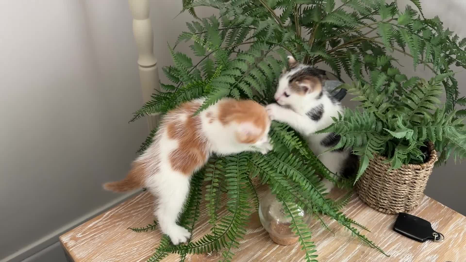Mixed Breed cats for sale: Gorgeous Little Ginger Boy - Video 3