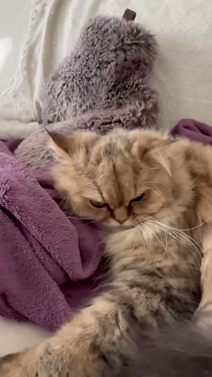 Persian cats for sale: Beautiful GCCF Silver Persian Brother and Sister - Video 3