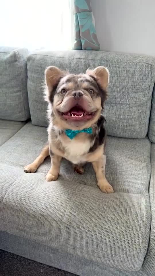 French Bulldog dogs for stud: Stud  in Glasgow - Video 1
