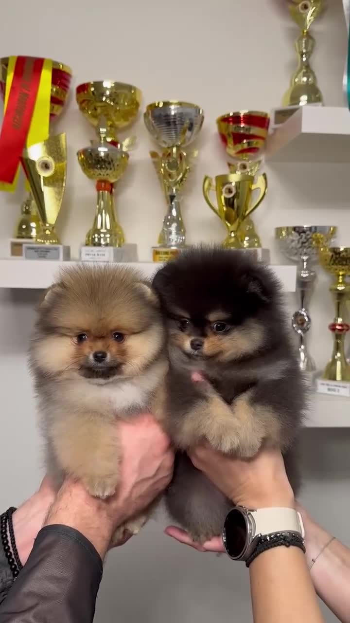Pomeranian dogs for sale: ♥️ Adorable Pomeranian Puppies ♥️ - Video 3