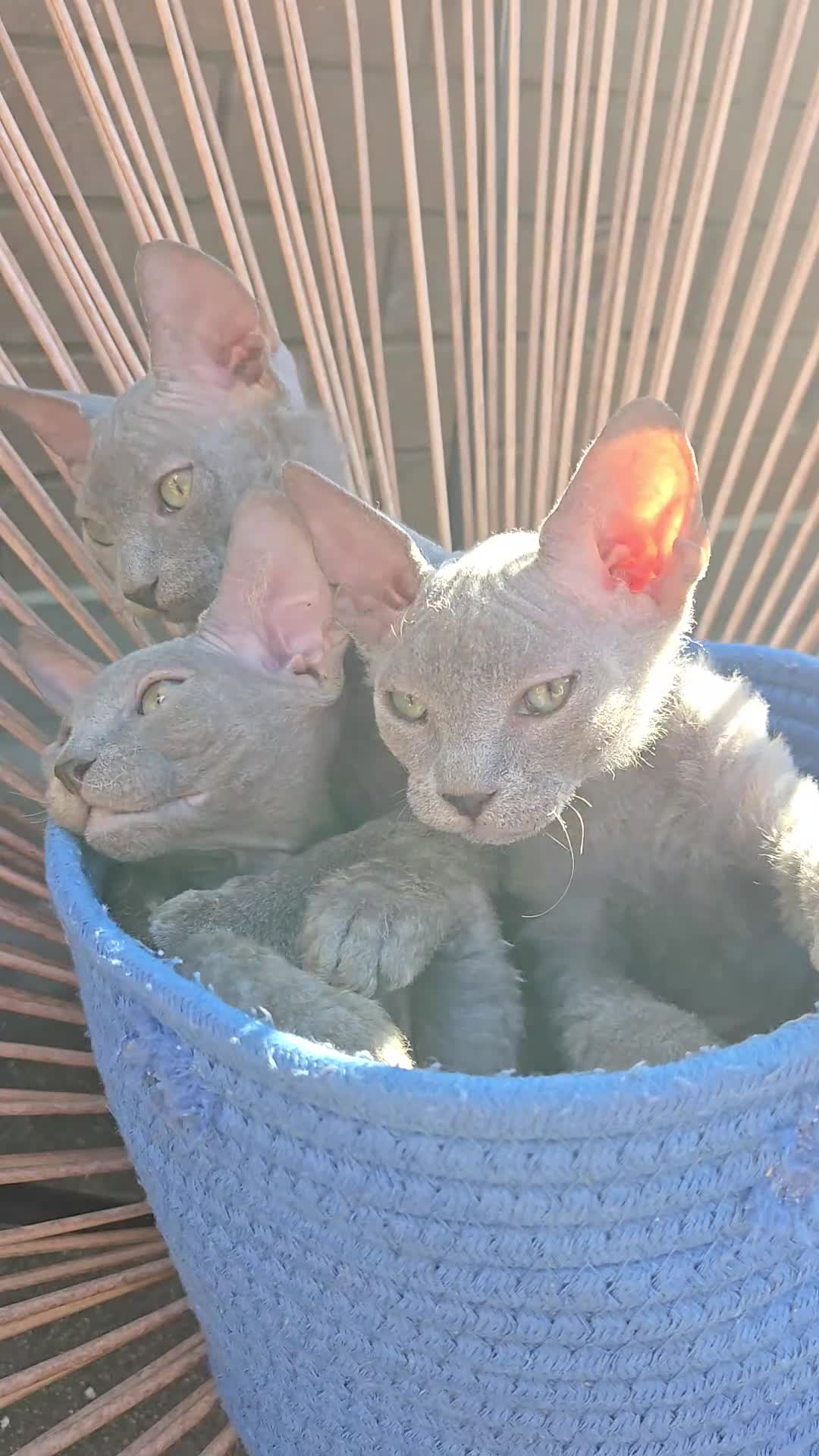 Mixed Breed cats for sale: Silver BioVelvet Males – TICA Lines Velvet Texture - Video 2