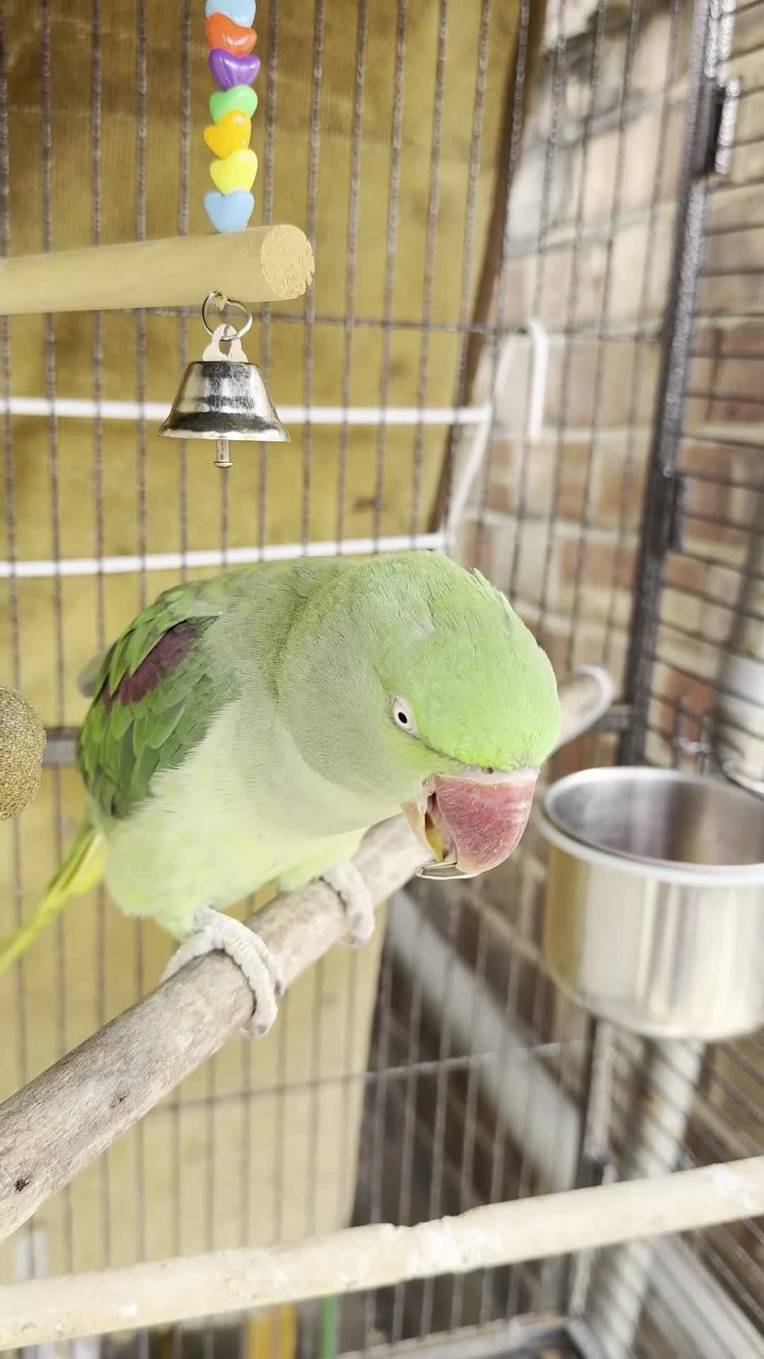 Parrots birds for sale: Female Alexandrine parrot  in Wembley - Video 1