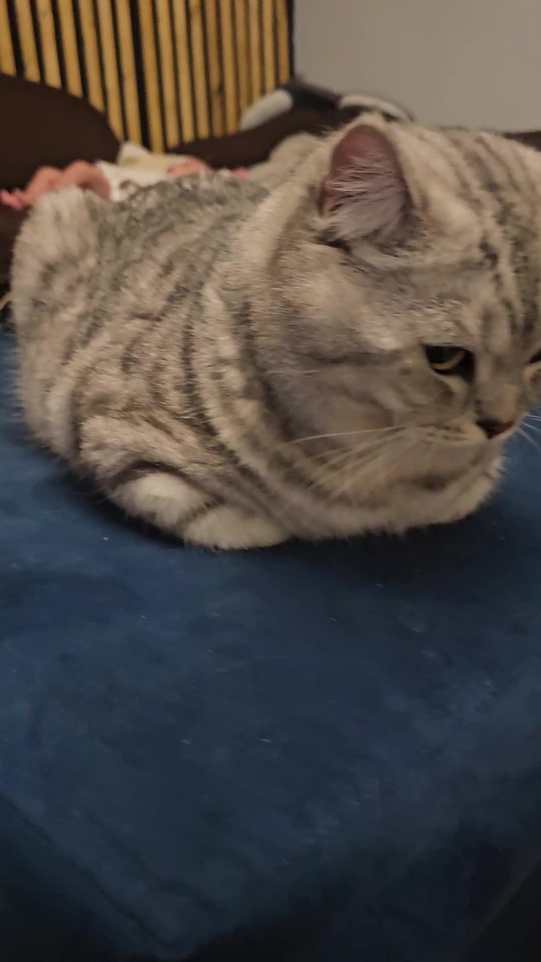 British Shorthair cats for stud: Beautiful Pure tabby bsh male "stud only" - Video 1