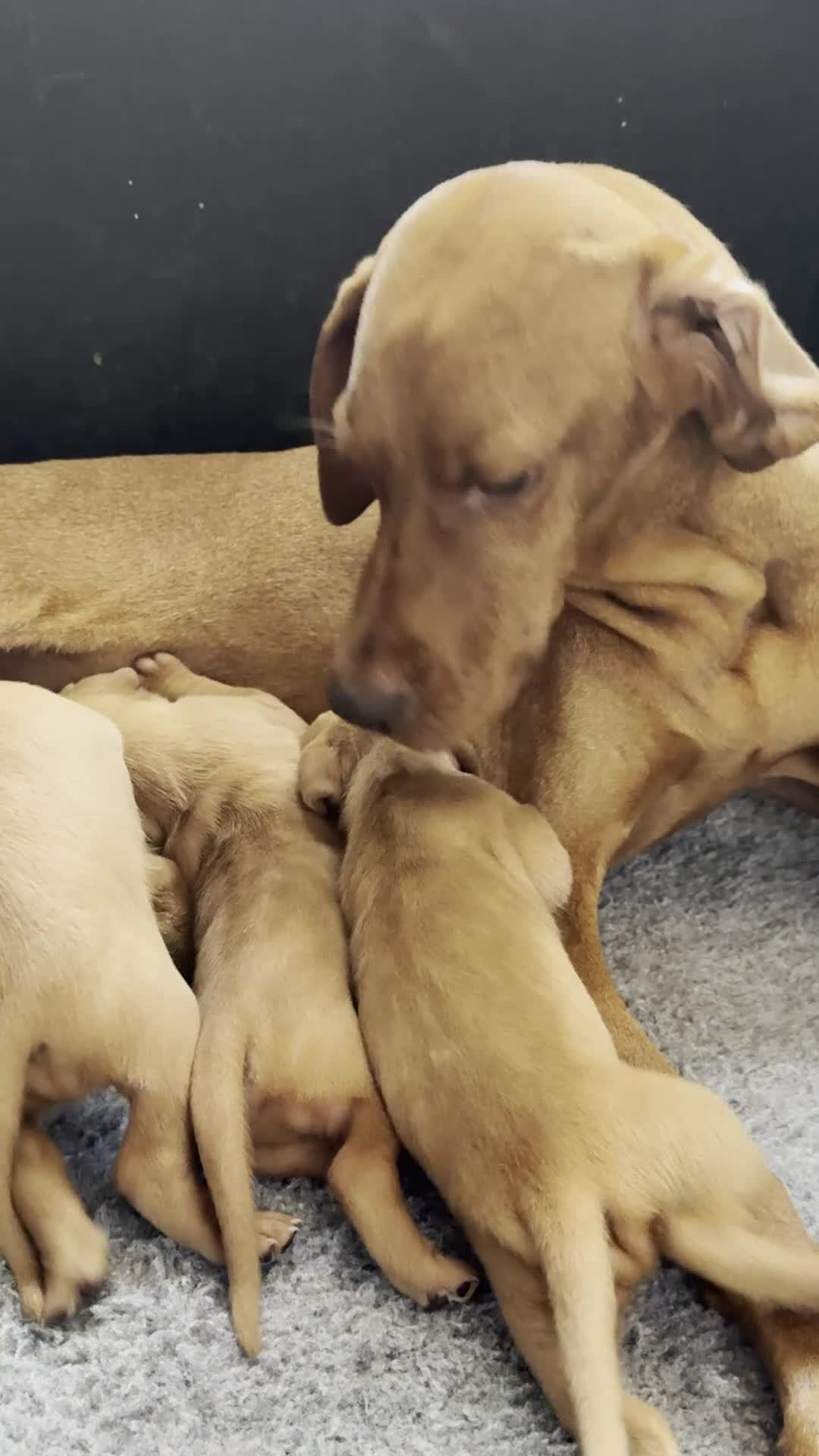 Hungarian Vizsla dogs for sale:     KC Hungarian Vizsla Puppies - Licensed ⭐ - Video 1
