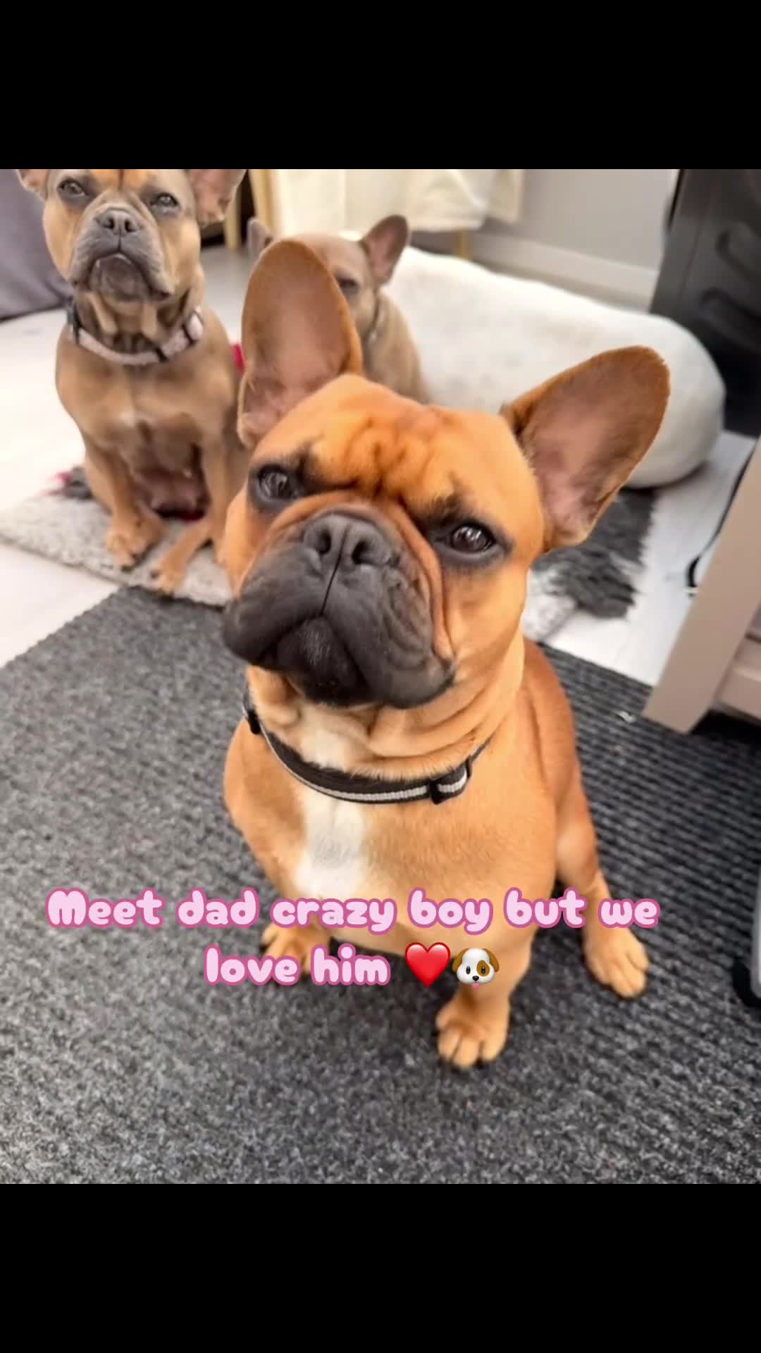 French Bulldog dogs for sale: 2Girls @ 2Boys French bulldogs  in Worksop - Video 4