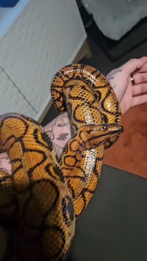Boa Snake reptiles for sale: Adult Brazilian Rainbow Boa - Video 1