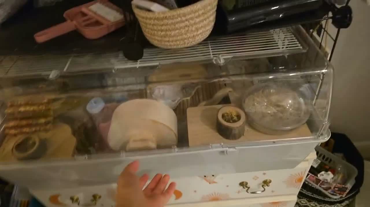Hamster rodents for sale: Russian dwarf in Luton - Video 2