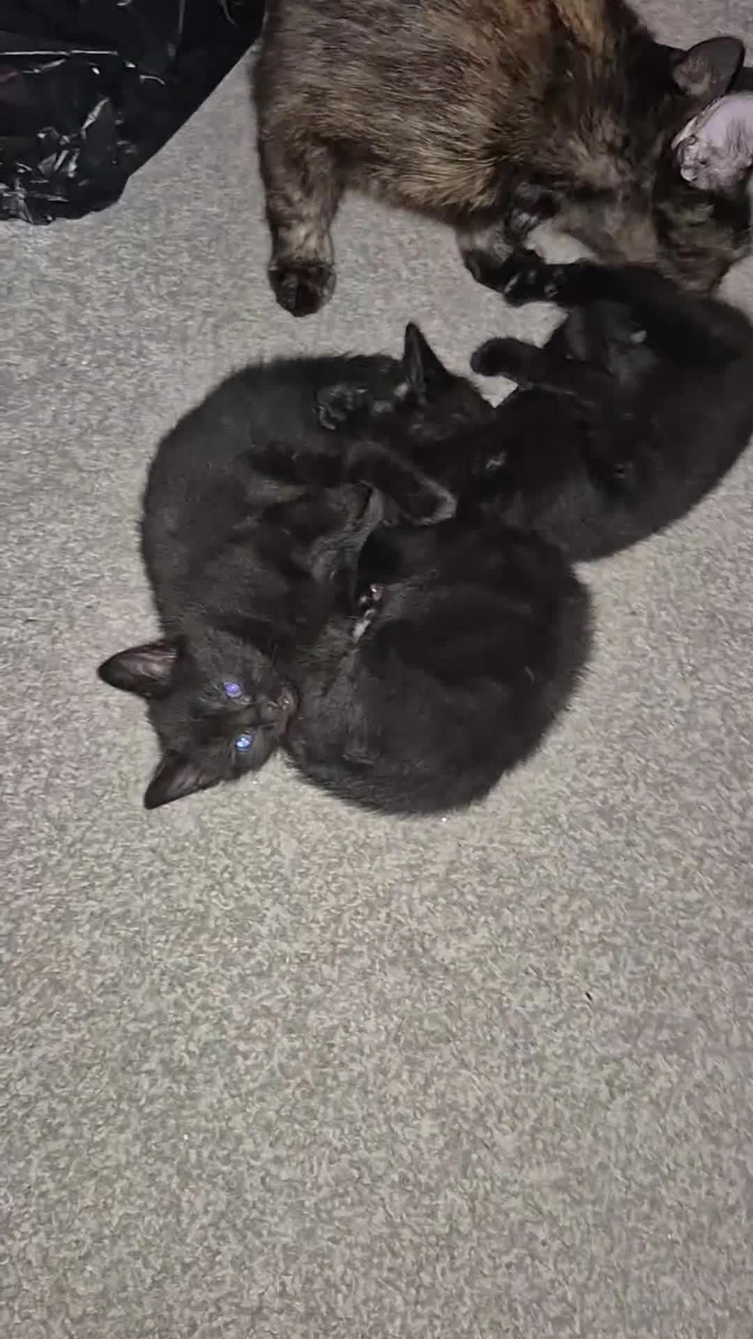 Mixed Breed cats for sale: 2 kittens for sale in hull pick up only - Video 4