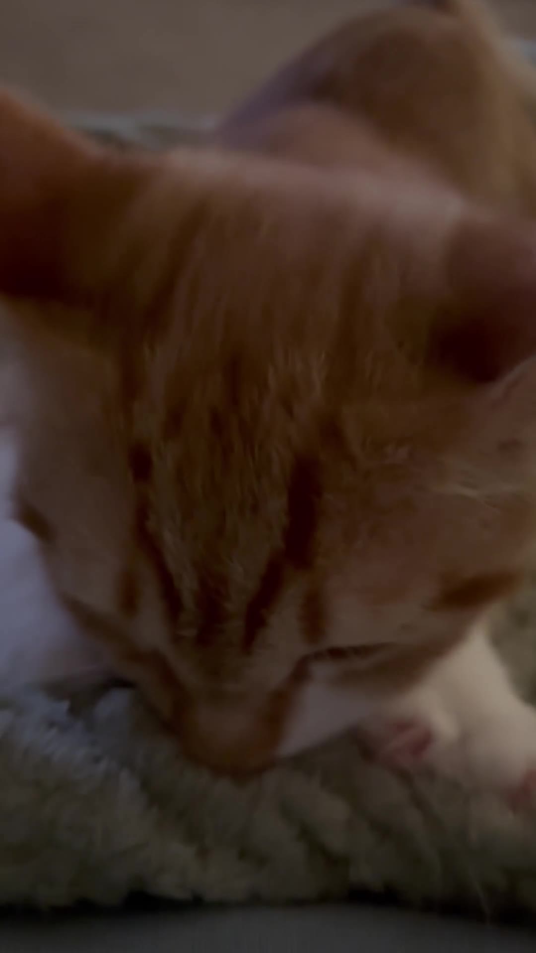 Mixed Breed cats for sale: Beautiful orange kitten  - Video 1
