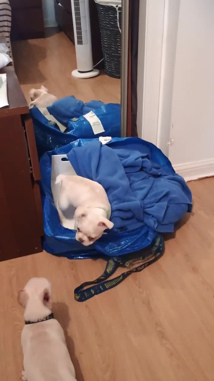 French Bulldog dogs for sale: Quality chunky French bulldog fluffy carriers  - Video 3